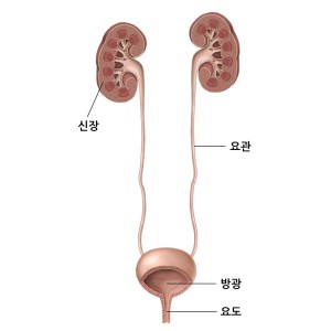 방광의 신경근육 기능 장애