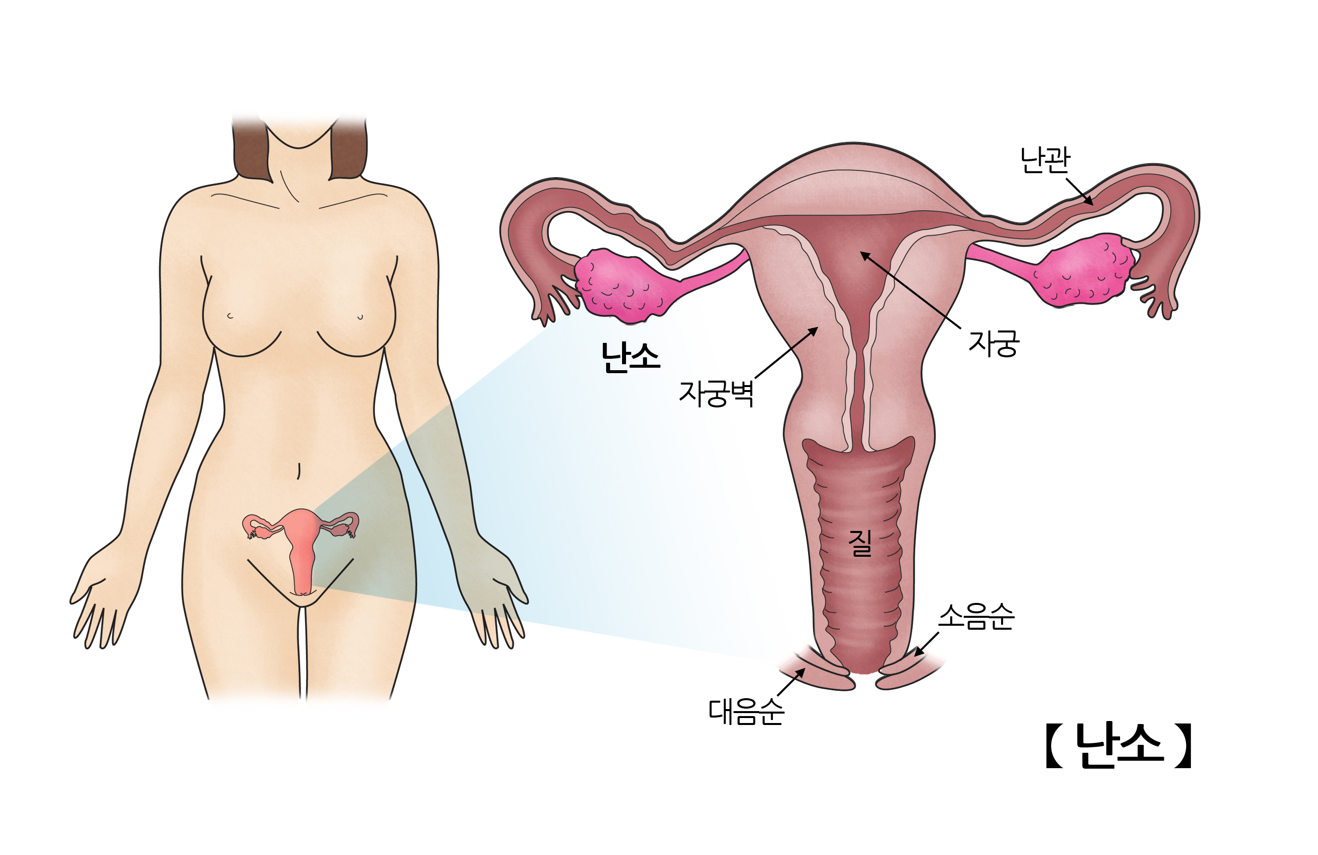 난소