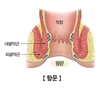 항문