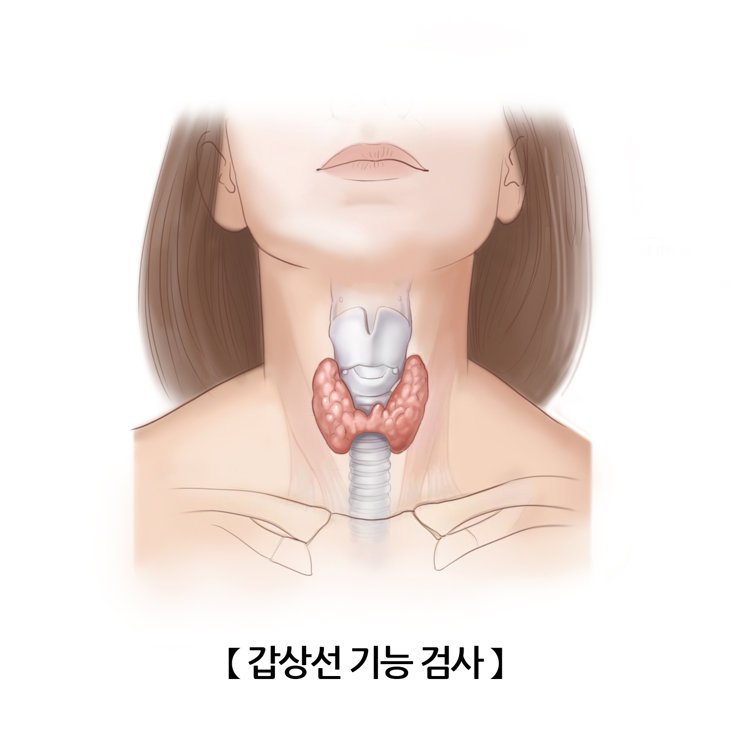 갑상선