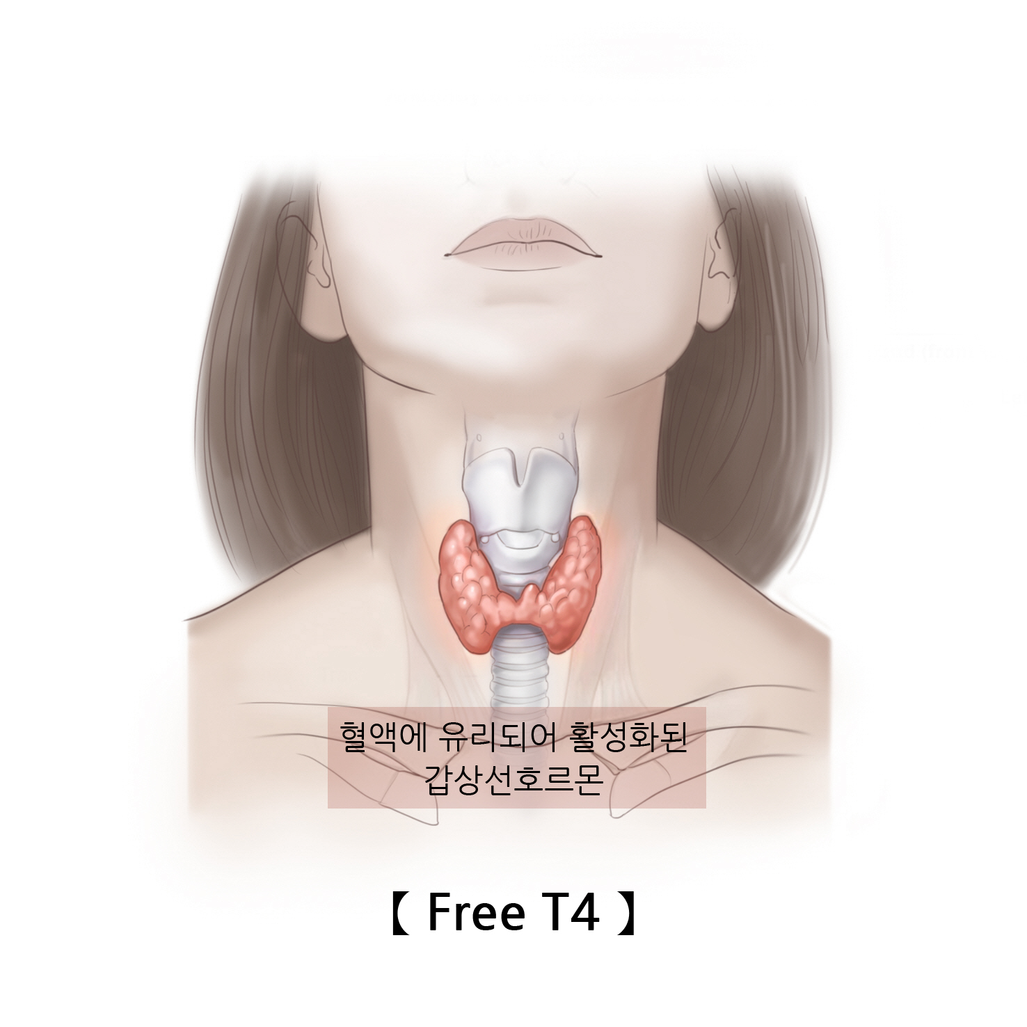 갑상선