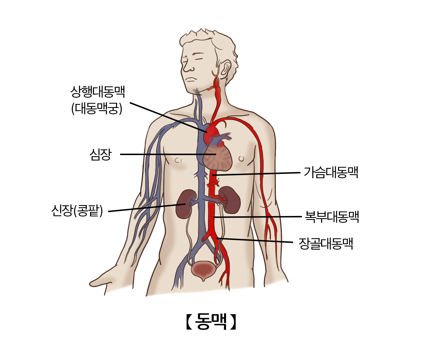 동맥