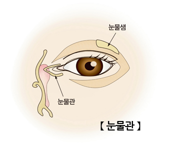 눈물관