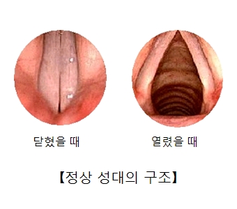 성대