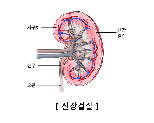 신장피질