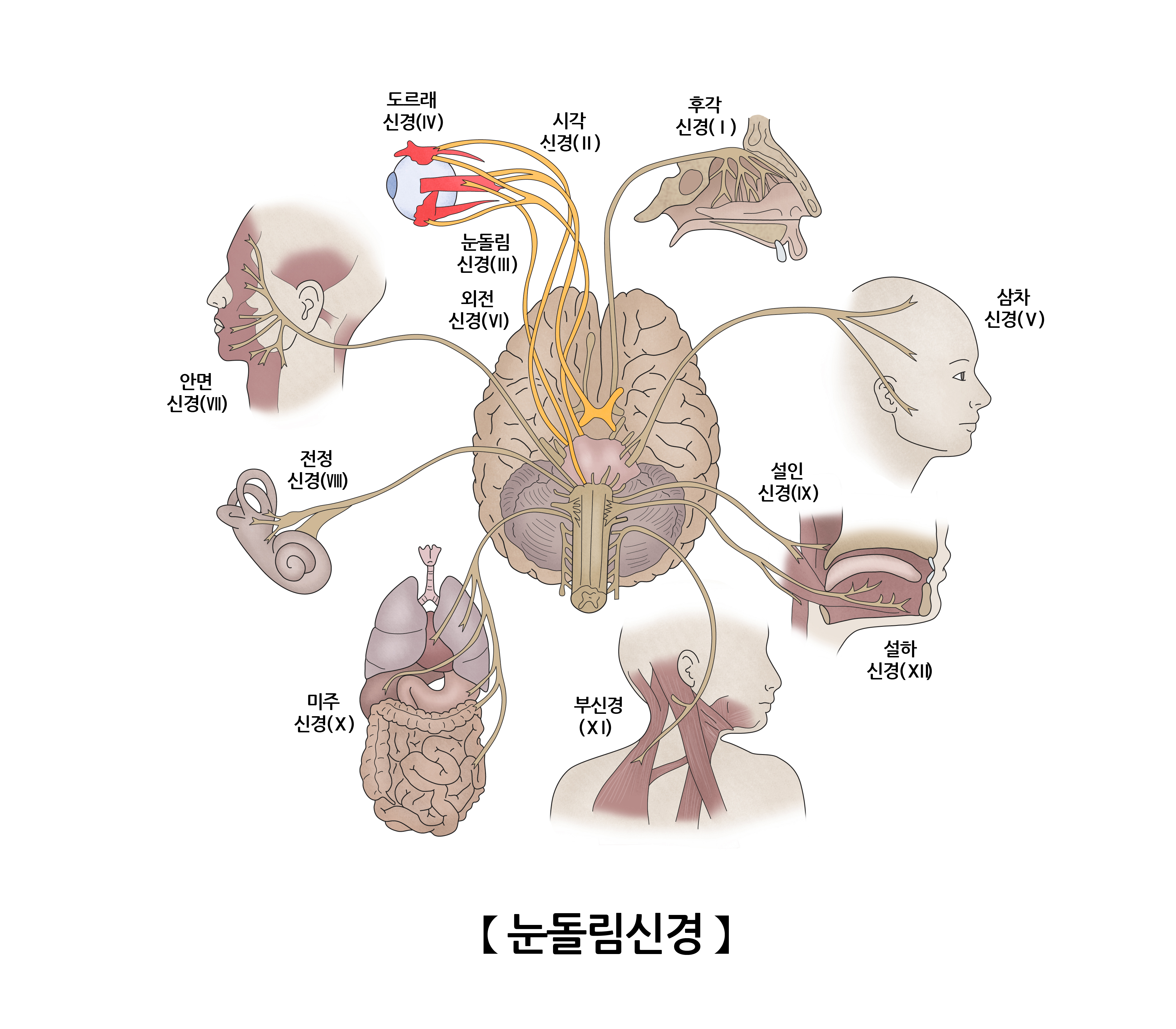 눈돌림신경