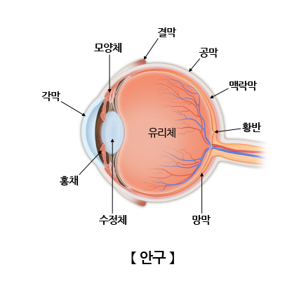 안구