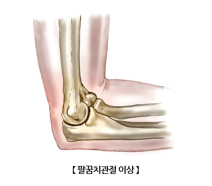 팔(Upper limb) | 인체정보 | 의료정보 | 건강정보 | 서울아산병원